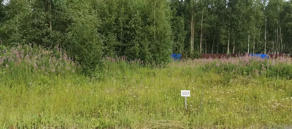Участок в Московская область, Раменский муниципальный округ, Фенино ... - Фото 2