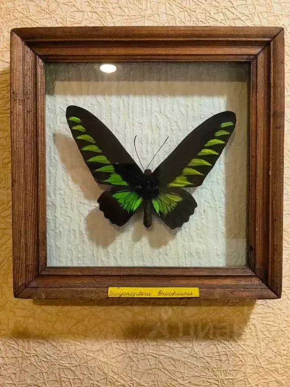 1-к кв. Крым, Ялта ул. Данченко, 12 (16.0 м) - Фото 1