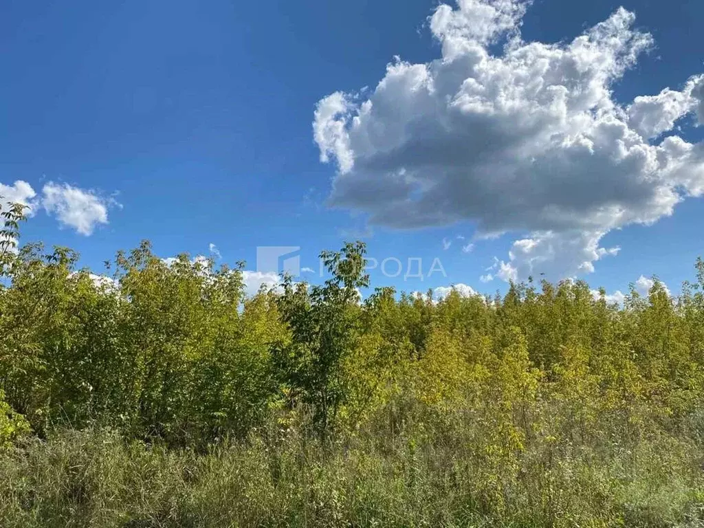 Участок в Алтайский край, Барнаул городской округ, пос. Бельмесево  ... - Фото 1