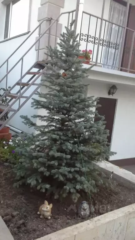 Комната Севастополь ул. Лизы Чайкиной (13.0 м) - Фото 1