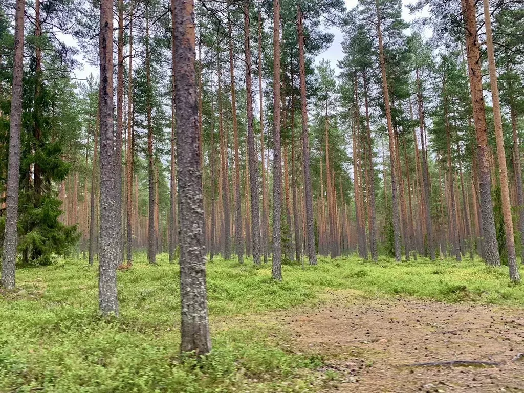 Участок в Ленинградская область, Выборгский район, Советское городское ... - Фото 0