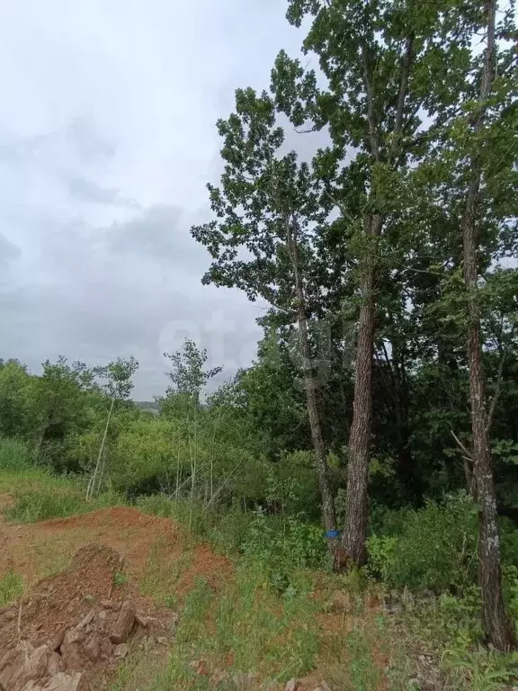 Участок в Амурская область, Благовещенский район, с. Чигири  (10.1 ... - Фото 1