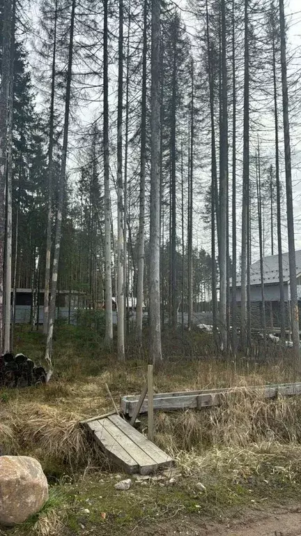 Участок в Ленинградская область, Сертолово Всеволожский район, Медное ... - Фото 2