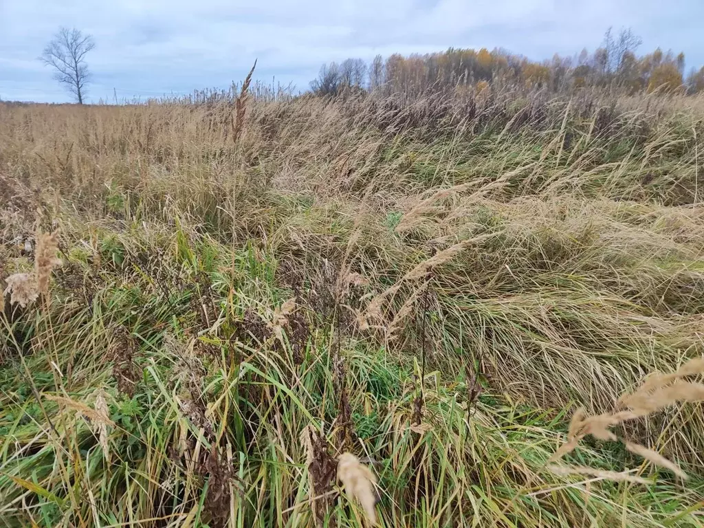 Участок в Московская область, Лотошино муниципальный округ, пос. ... - Фото 2