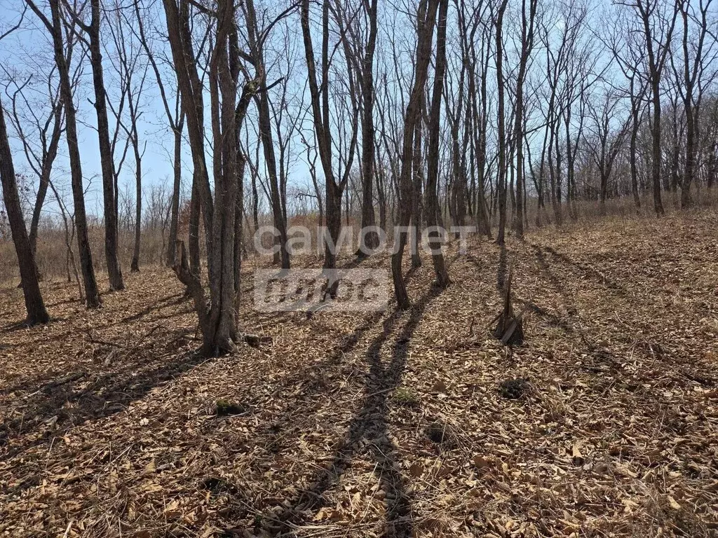 Участок в Приморский край, Партизанский муниципальный округ, пос. ... - Фото 1