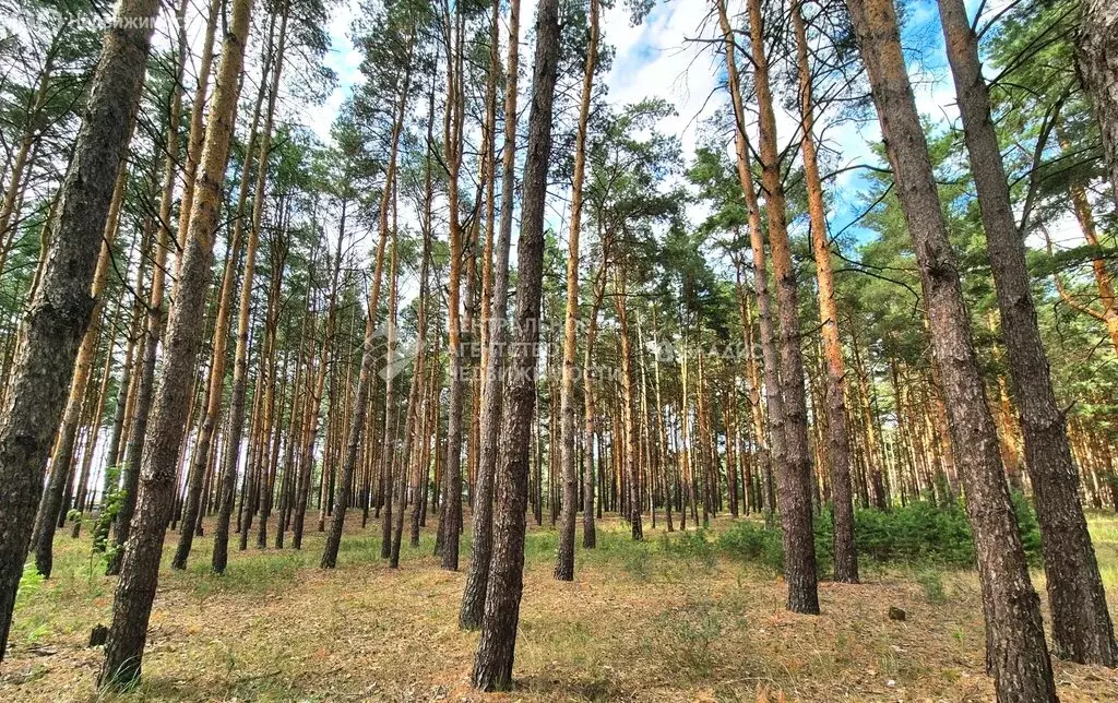 Участок в Рязанский муниципальный округ, КП Усадьба Велье (20.74 м) - Фото 1