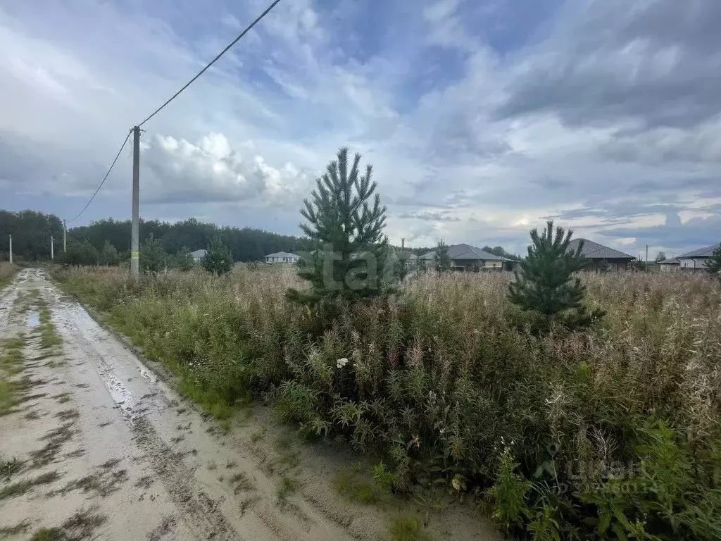 Участок в Тюменская область, Тюменский район, д. Елань, Хвойный кп  ... - Фото 1