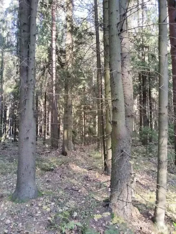 Участок в Ленинградская область, Всеволожск  (6.0 сот.) - Фото 2