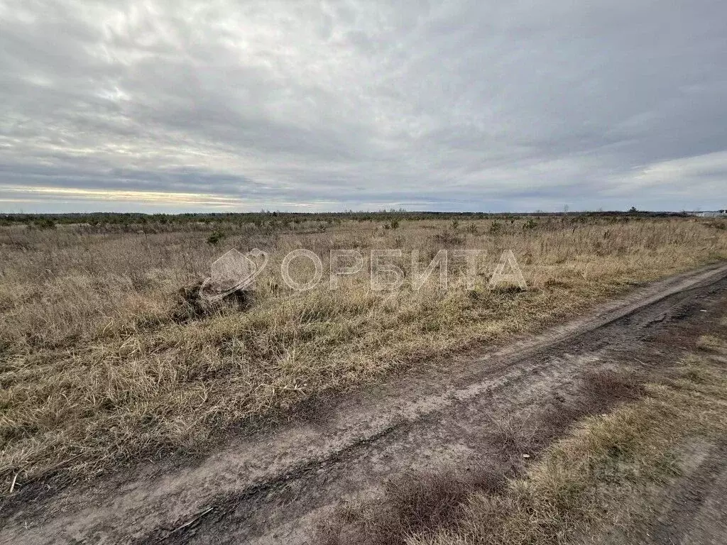 Участок в Тюменская область, Тюменский муниципальный округ, Каменское ... - Фото 1