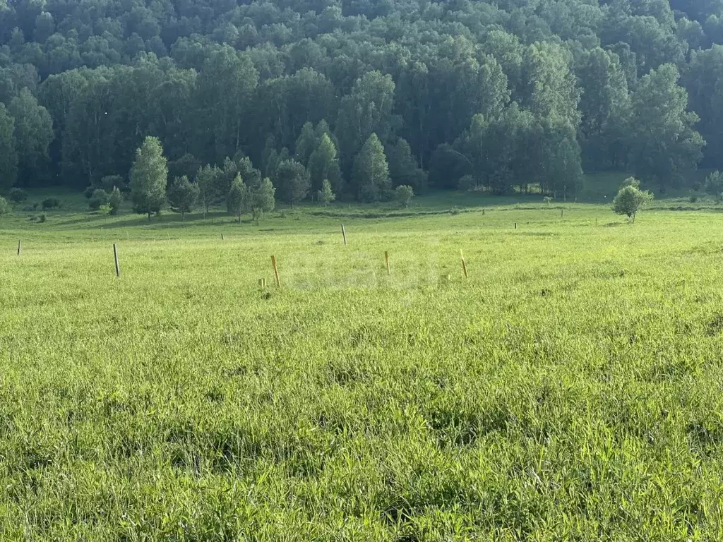 Участок в Алтай, Майминский район, с. Бирюля ул. Светлая, 67 (6.0 ... - Фото 1