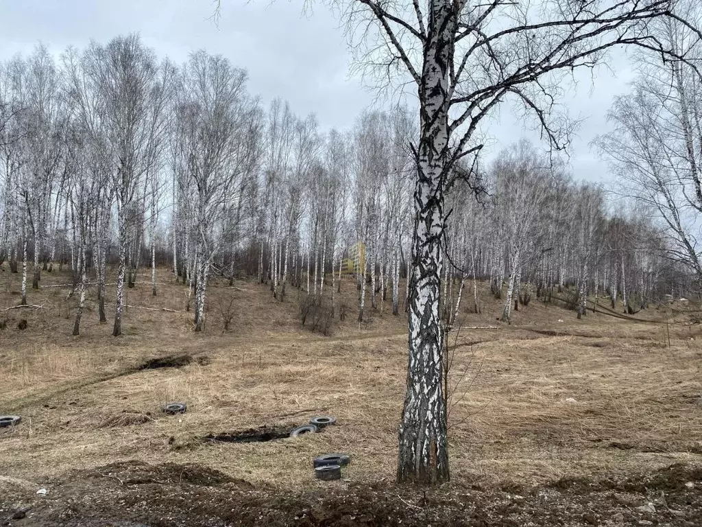 Участок в Новосибирская область, Новосибирский район, Каменский ... - Фото 1