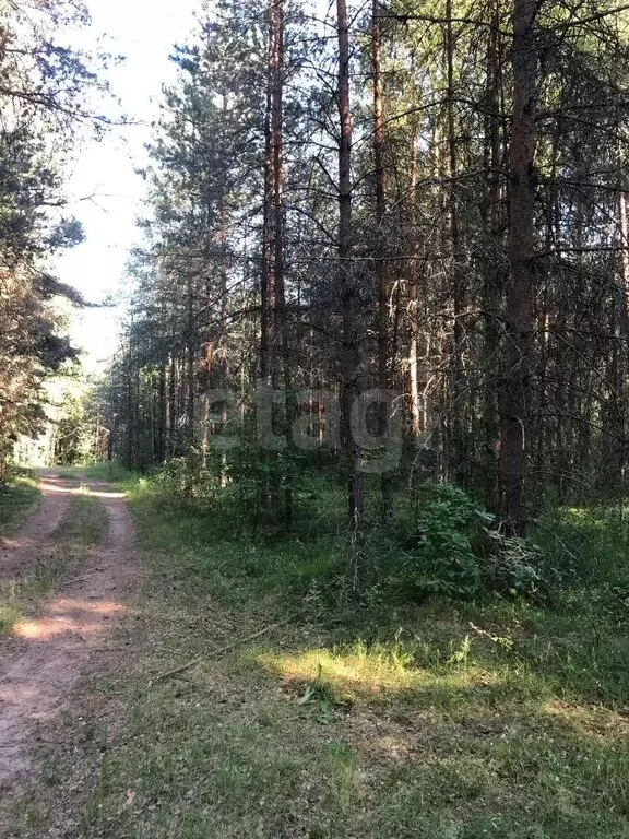 Участок в Печоры, садово-дачное товарищество Пачковка (5 м) - Фото 1