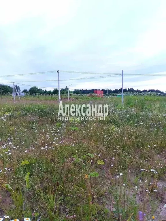 Участок в Ленинградская область, Ломоносовский район, Гостилицкое ... - Фото 2