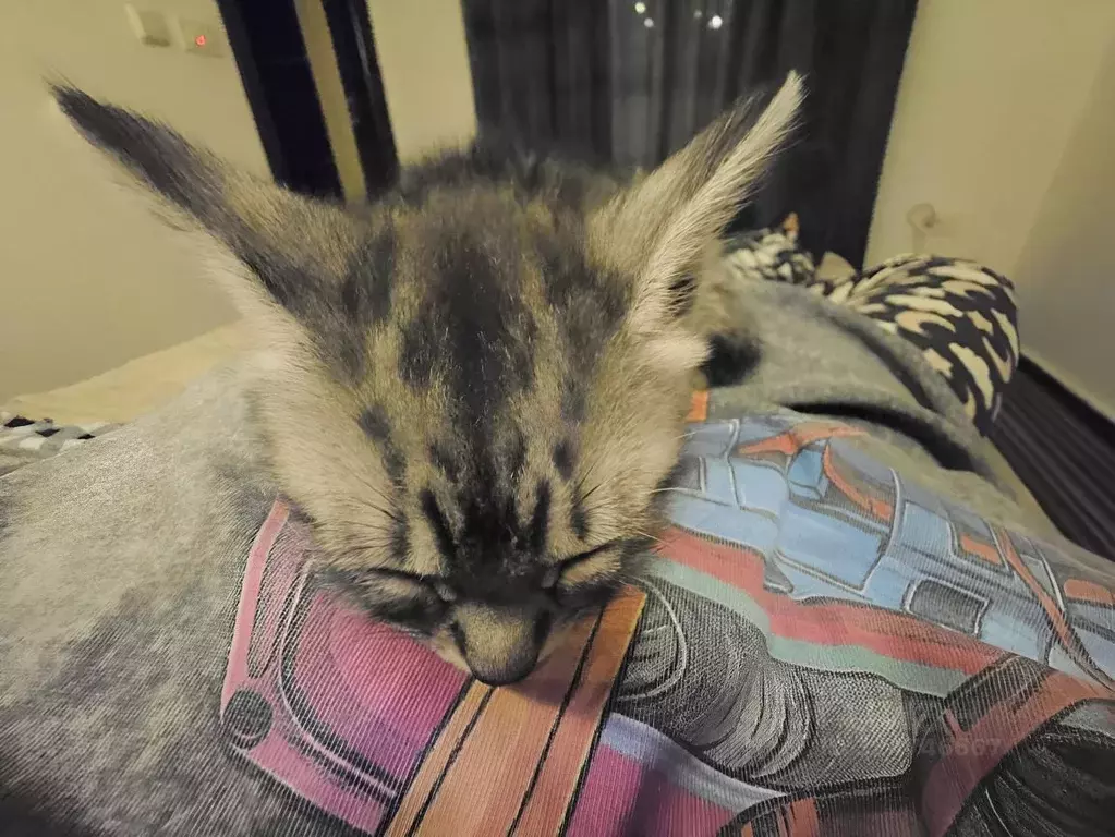 2-к кв. Владимирская область, Владимир Большая Московская ул., 27 ... - Фото 1