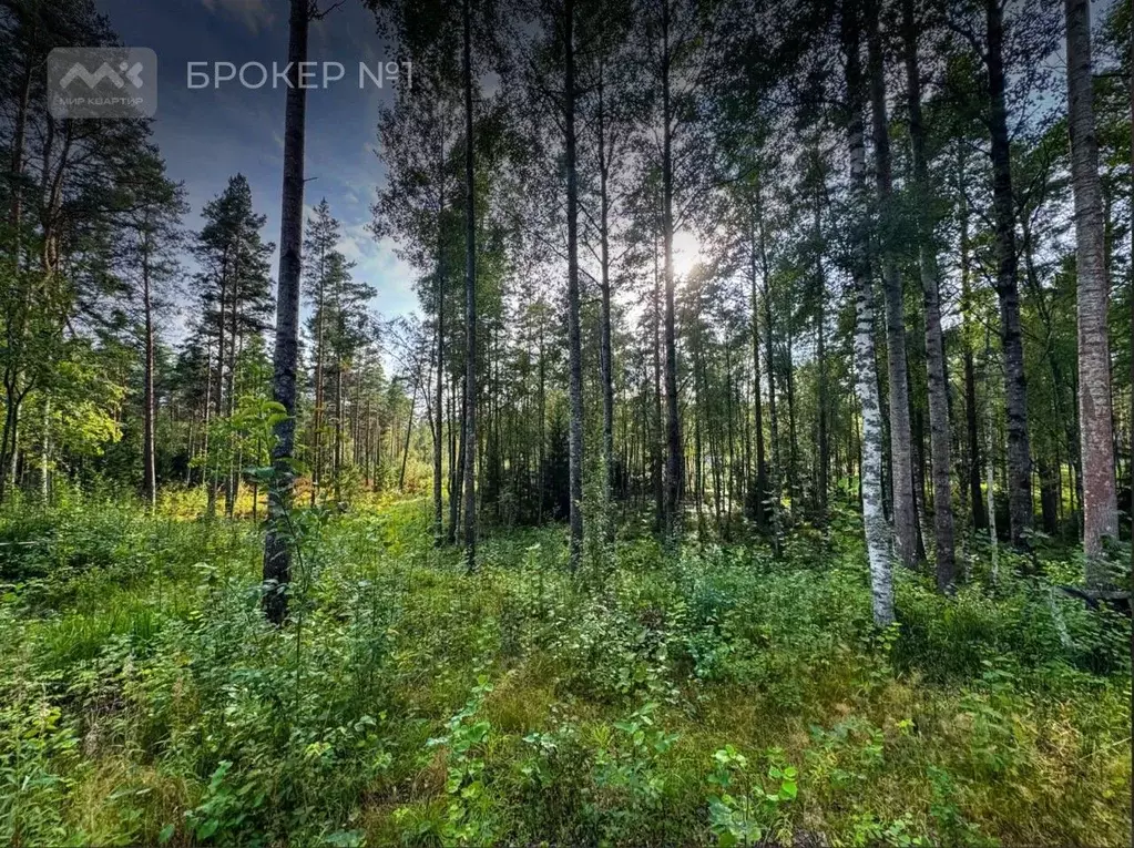 Участок в Ленинградская область, Приозерский район, Раздольевское ... - Фото 2