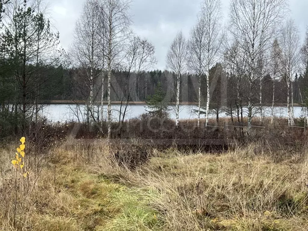 Участок в Ленинградская область, Выборгский район, Каменногорское ... - Фото 1