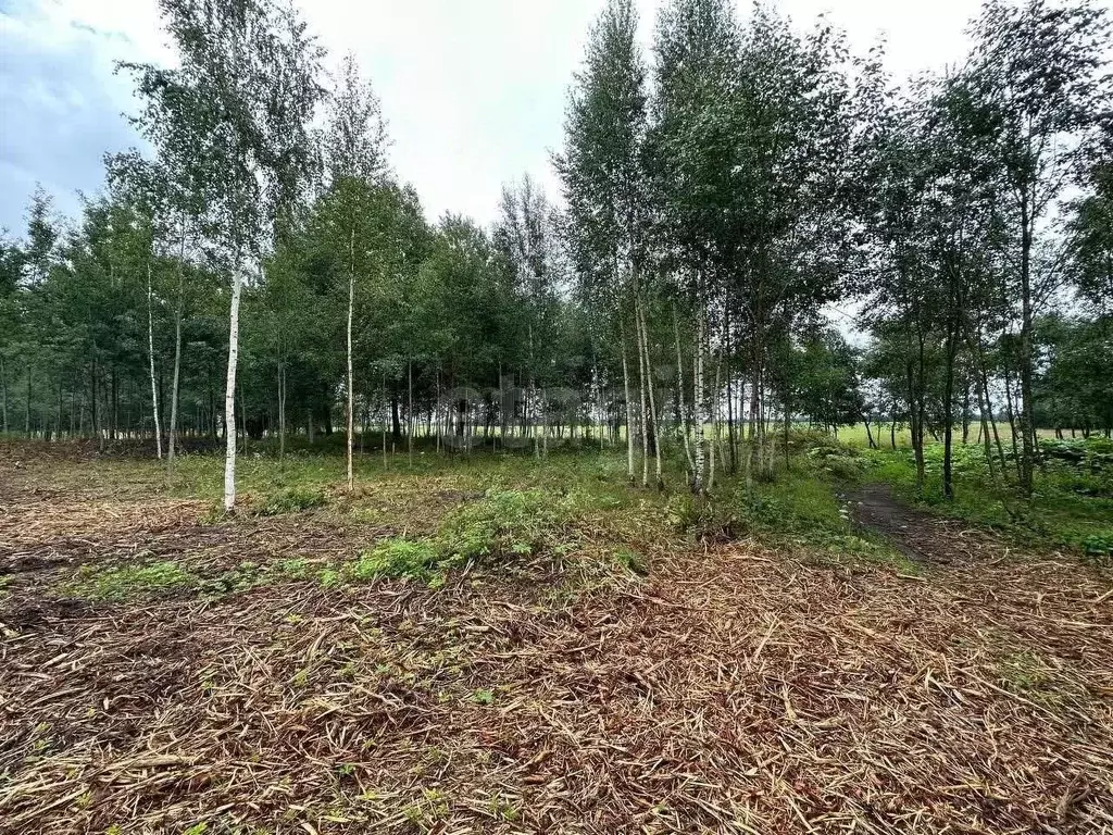 Участок в Санкт-Петербург, Санкт-Петербург, Павловск Павлов Скай кп,  ... - Фото 1