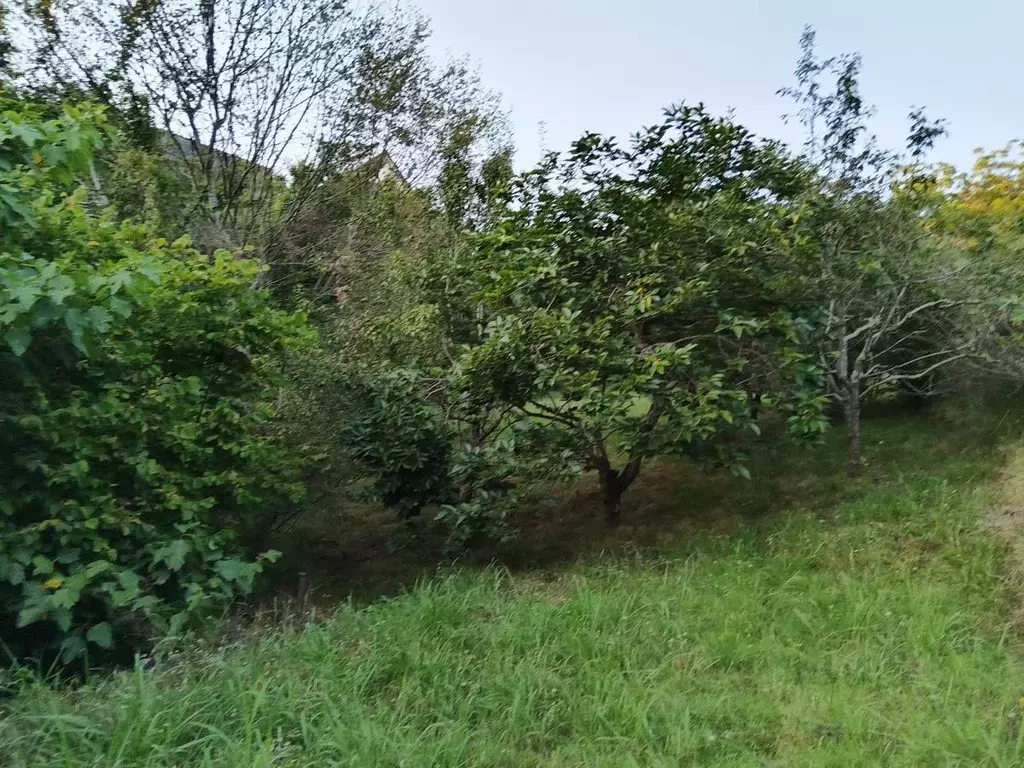 Участок в Краснодарский край, Сочи городской округ, с. Раздольное ул. ... - Фото 1