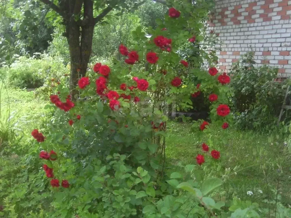 Дом в Псковская область, Пушкиногорье городское поселение, д. Гарино ... - Фото 1