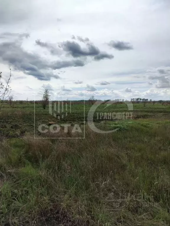 Участок в Воронежская область, Новоусманский район, Усманское 1-е ... - Фото 2