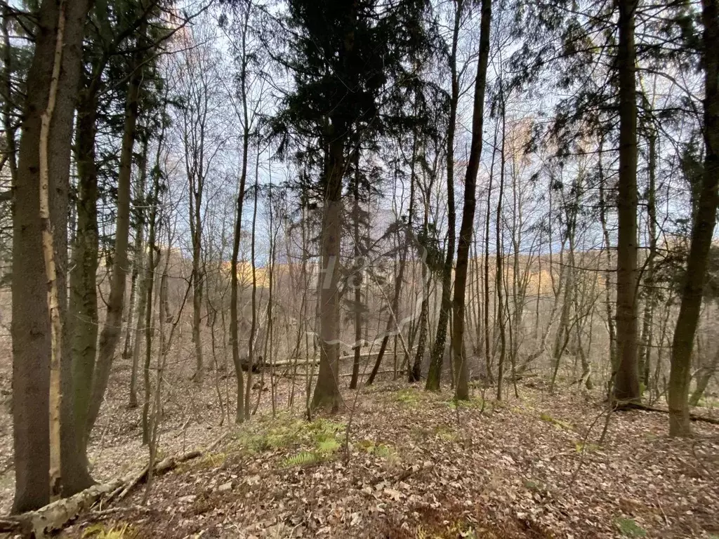 Участок в Калининградская область, Зеленоградский муниципальный округ, ... - Фото 1