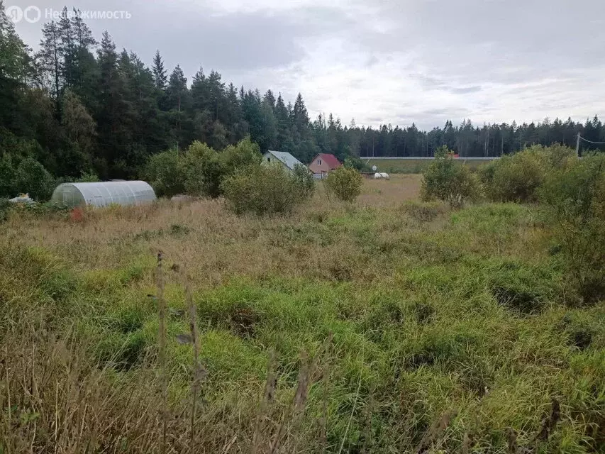 Участок в Приозерский район, Раздольевское сельское поселение, деревня ... - Фото 2