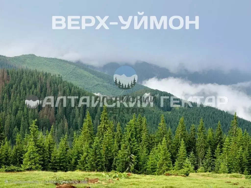 Участок в Алтай, Усть-Коксинский район, с. Тихонькая Центральная ул., ... - Фото 1