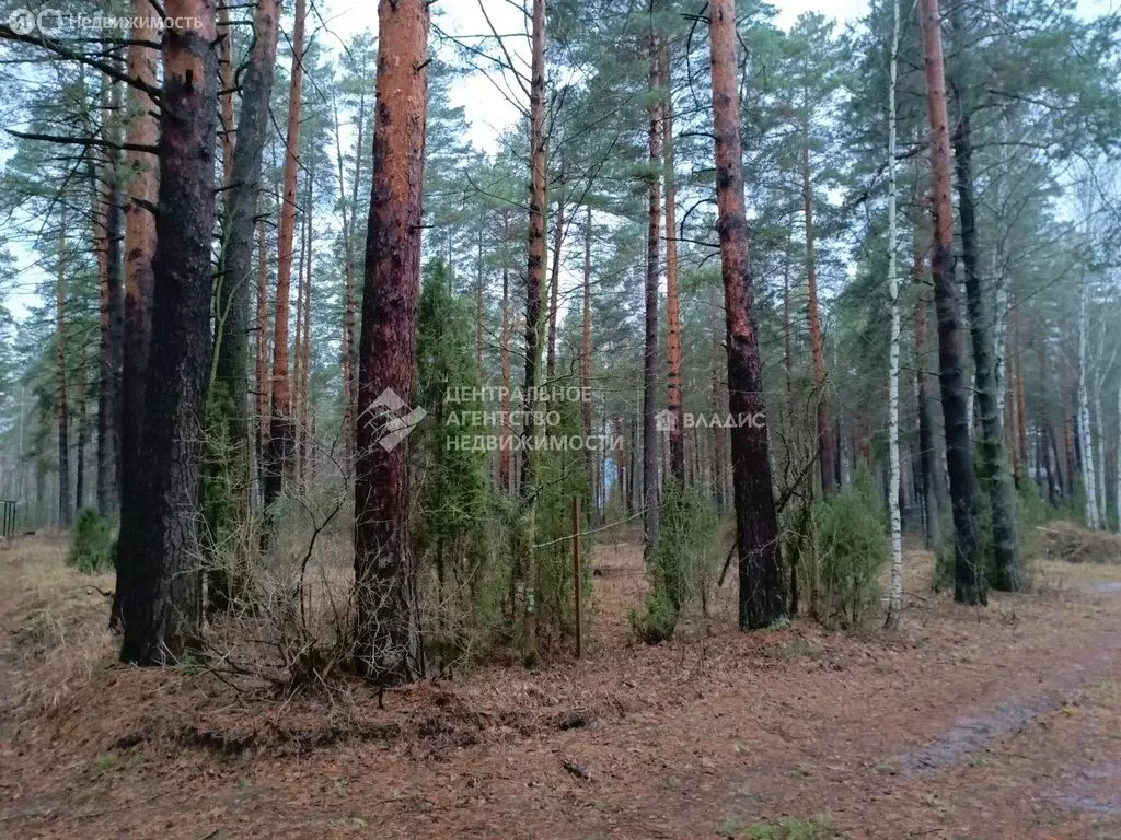 Участок в Рязанский муниципальный округ, садоводческое товарищество ... - Фото 0