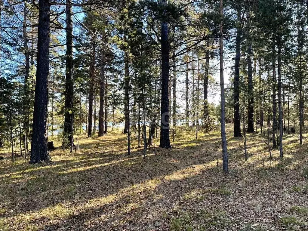 Участок в Бурятия, Баргузинский район, с. Макаринино (Башарово) ул. ... - Фото 0