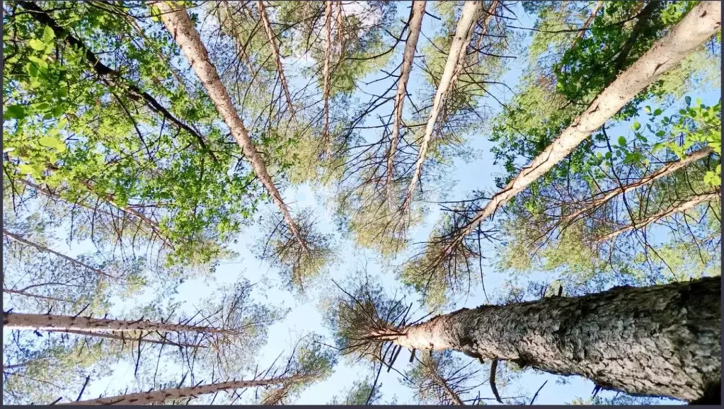 Участок в Тамбовская область, Тамбовский муниципальный округ, с. ... - Фото 1