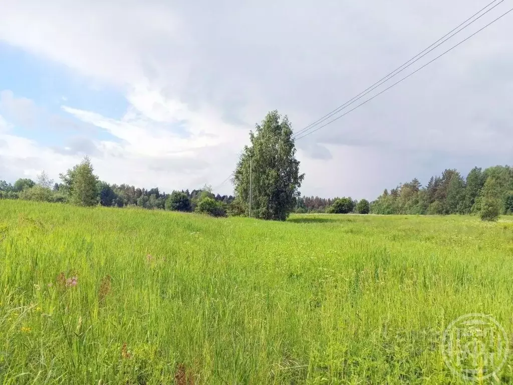 Участок в Ленинградская область, Выборгский район, Красносельское ... - Фото 1