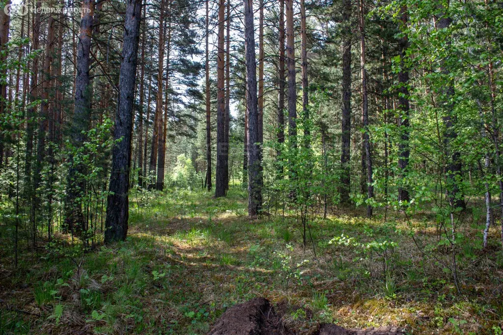 Участок в Свердловская область, Белоярский муниципальный округ, село ... - Фото 0