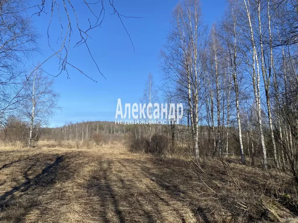 Участок в Ленинградская область, Выборг ул. Безмятежная (26.2 сот.) - Фото 1