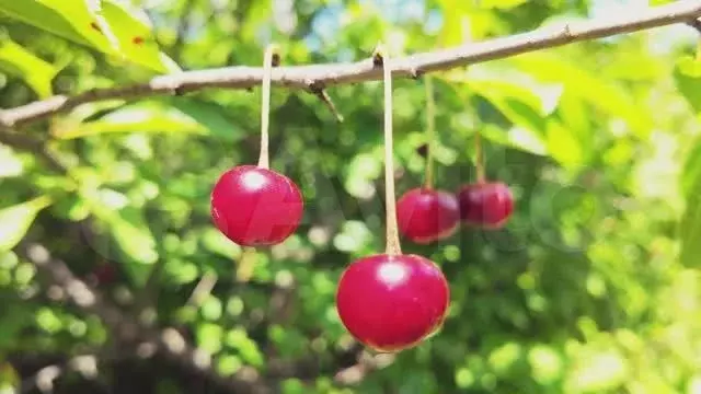 Участок 9,5 сот. (личное подсобное хозяйство (лпх)) - Фото 1