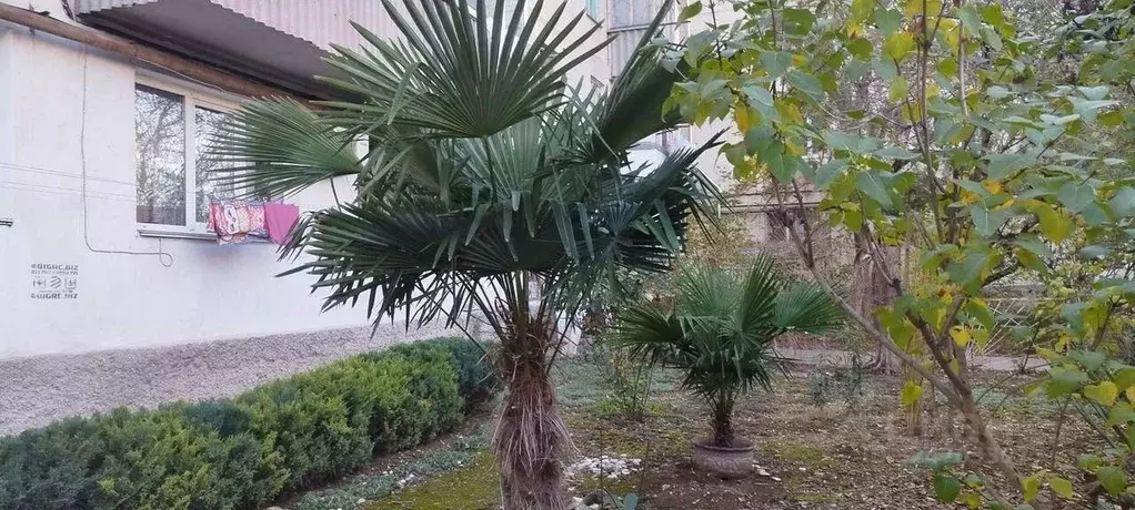 2-к кв. Севастополь ул. Репина, 28 (41.3 м) - Фото 1