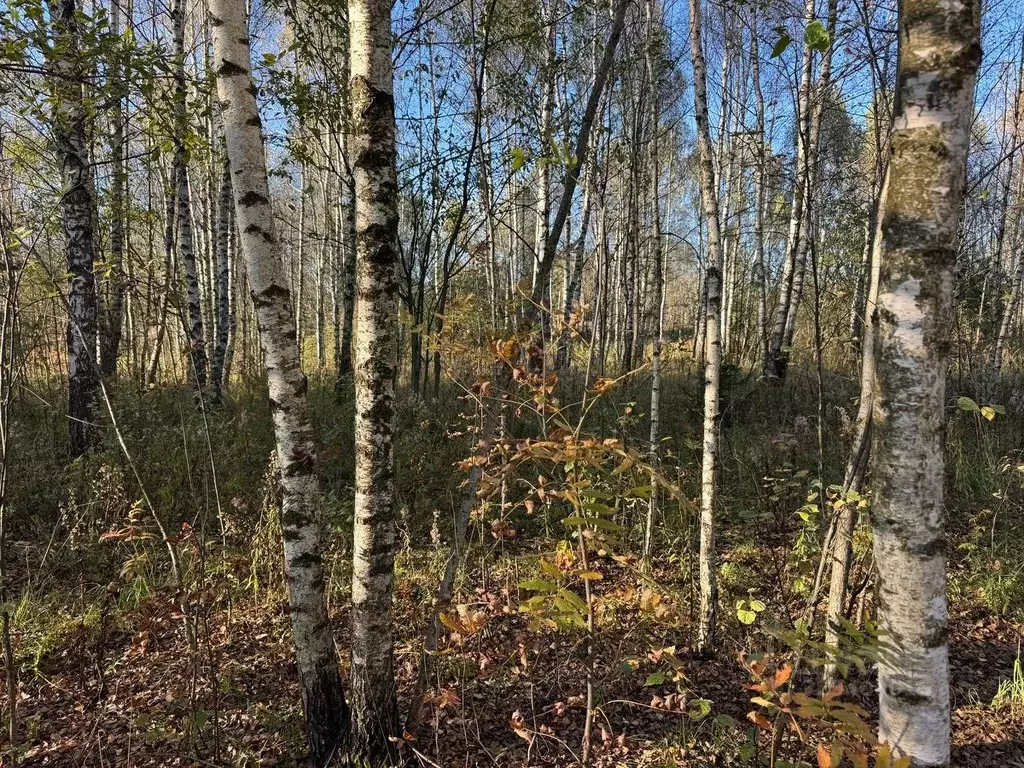Участок в Московская область, Богородский городской округ, д. Пашуково ... - Фото 2