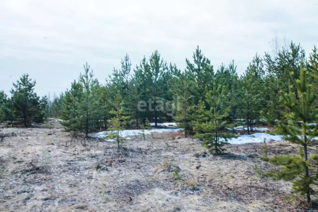 Участок в Свердловская область, Белоярский городской округ, с. ... - Фото 0