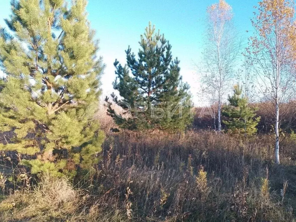 Участок в Тюменская область, Нижнетавдинский район, Сундукуль СНТ  ... - Фото 1