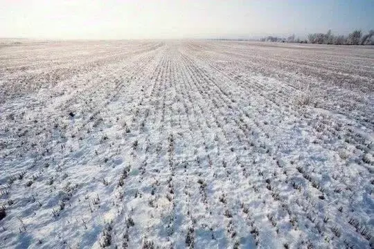 Участок в Брянская область, Почепский район, с. Первомайское  (48000.0 ... - Фото 2