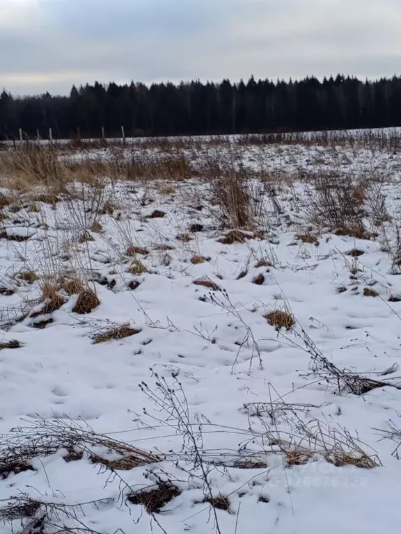 Участок в Московская область, Пушкинский городской округ, д. Петушки  ... - Фото 1