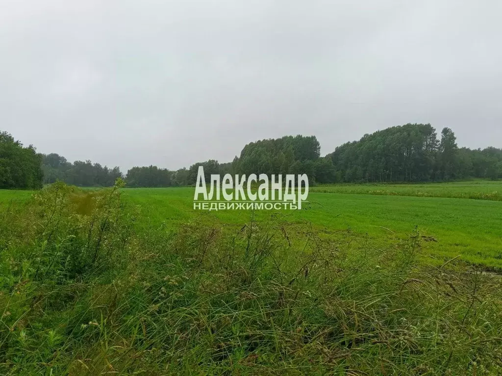 Участок в Ленинградская область, Приозерский район, Мельниковское ... - Фото 1
