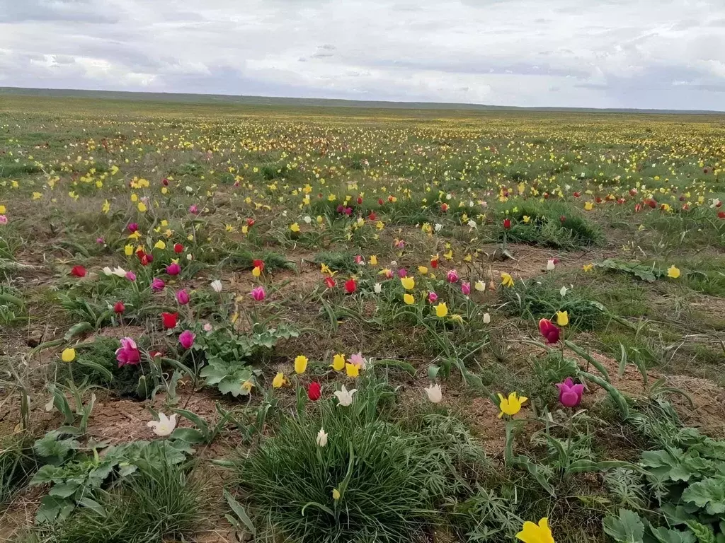 Участок в Калмыкия, Элиста ул. Улан-Баторская, 82 (6.0 сот.) - Фото 1