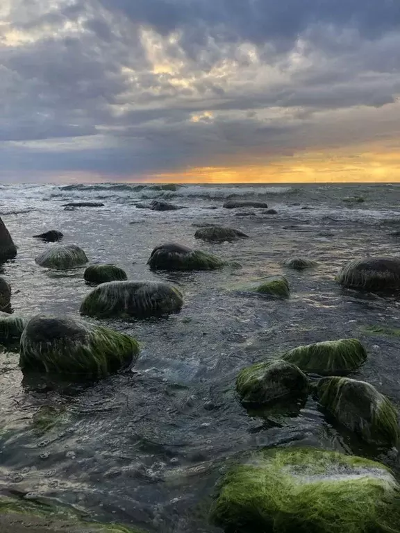 Участок в Калининградская область, Светлогорский городской округ, пос. ... - Фото 1