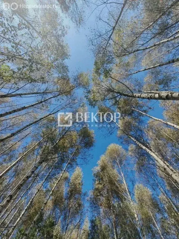 Участок в Ивановский муниципальный округ, деревня Конохово (12 м) - Фото 1