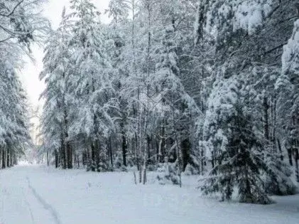 Участок в Ленинградская область, Лужский район, Мшинское с/пос, ... - Фото 1