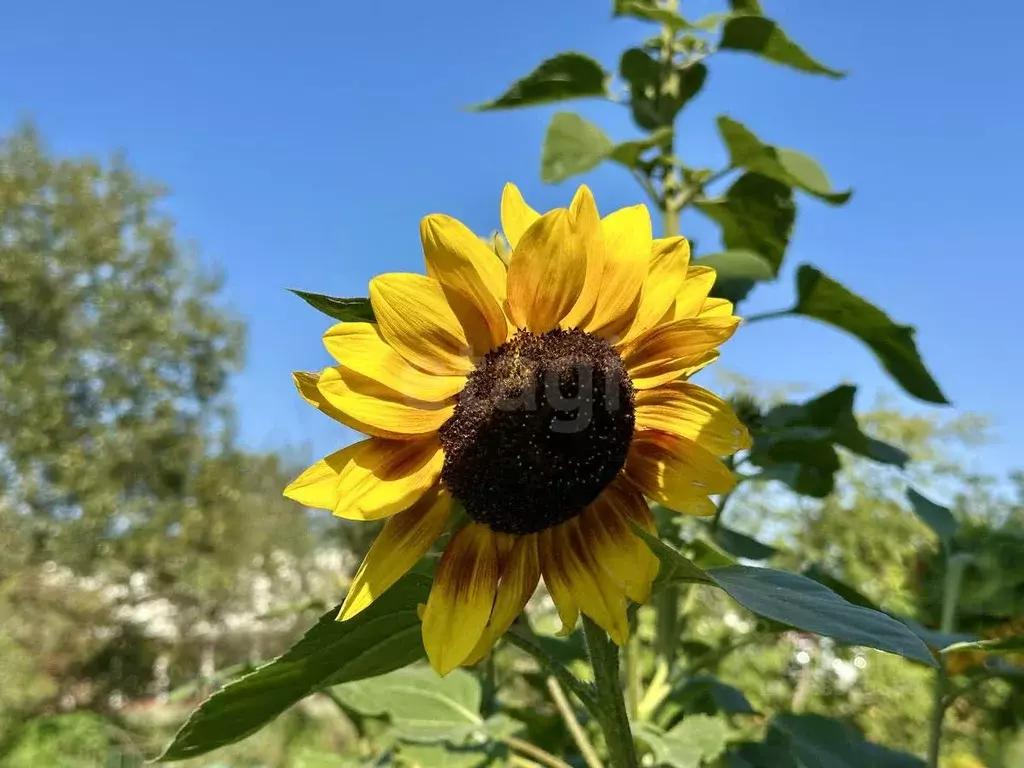 Дом в Ленинградская область, Ломоносовский район, Аннинское городское ... - Фото 1