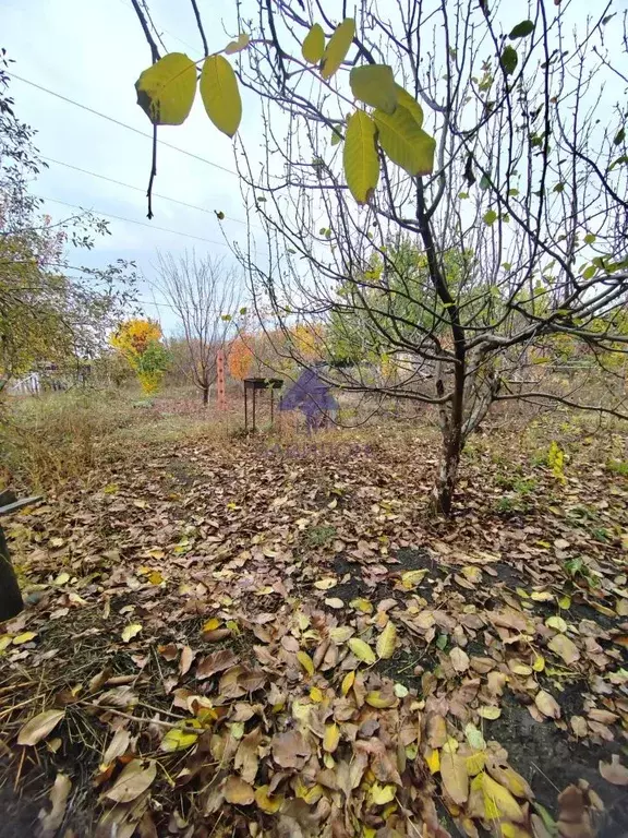 Участок в Ростовская область, Волгодонск Мичуринец СНТ, 1858 (5.0 ... - Фото 1