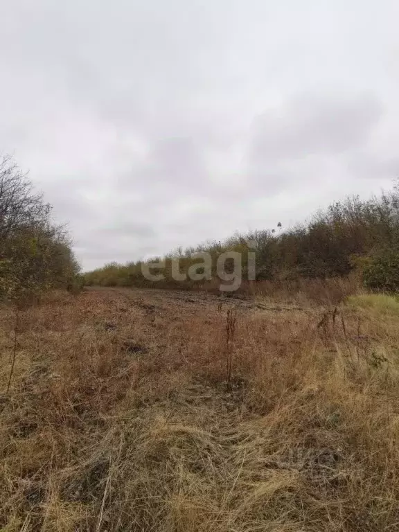 Участок в Воронежская область, Нижнедевицкий район, Верхнетуровское ... - Фото 0