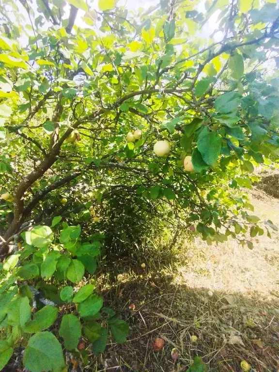 Участок в Нижегородская область, Богородский муниципальный округ, д. ... - Фото 1