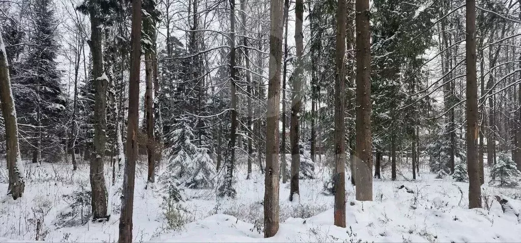 Участок в Московская область, Химки Новогорск Лес ТСН,  (34.0 сот.) - Фото 1